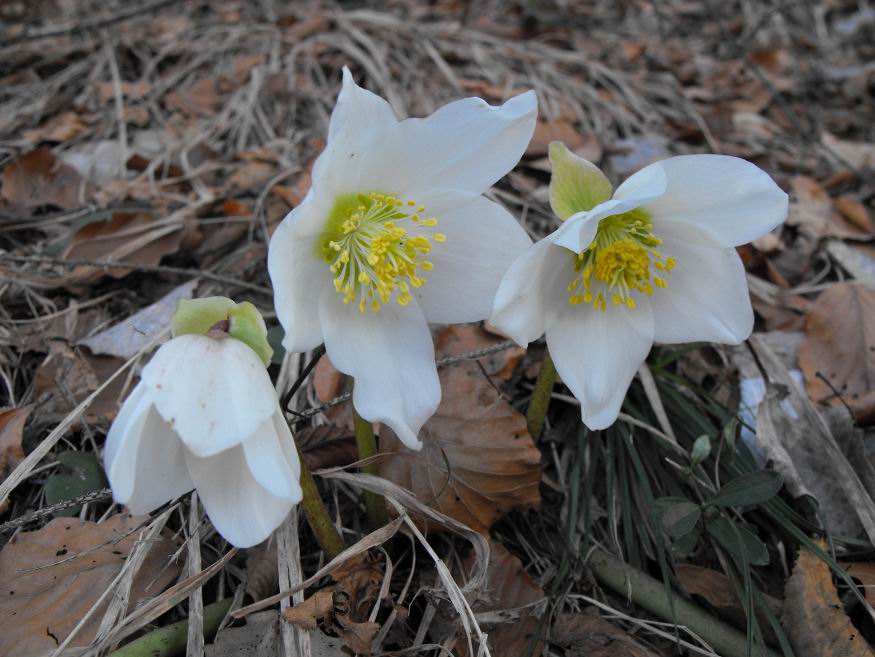 Helleborus niger